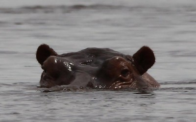 hippopotames muanda bas congo