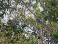 IMG_7623 - Copie3