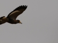 IMG_8048a
