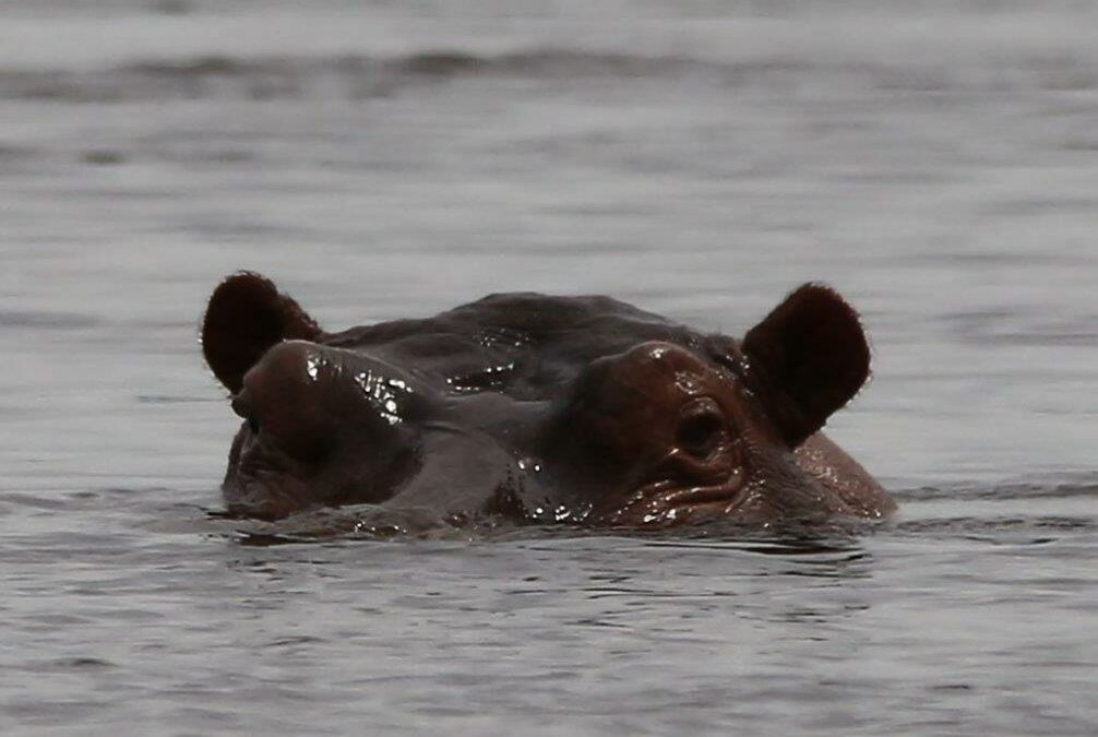 hippopotames muanda bas congo