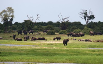 Botswana-Chobe River Front